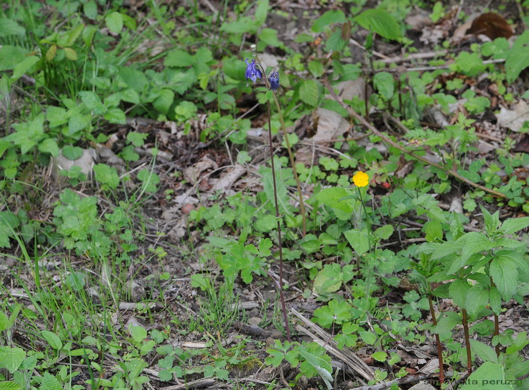 Aquilegia vulgaris / Aquilegia comune